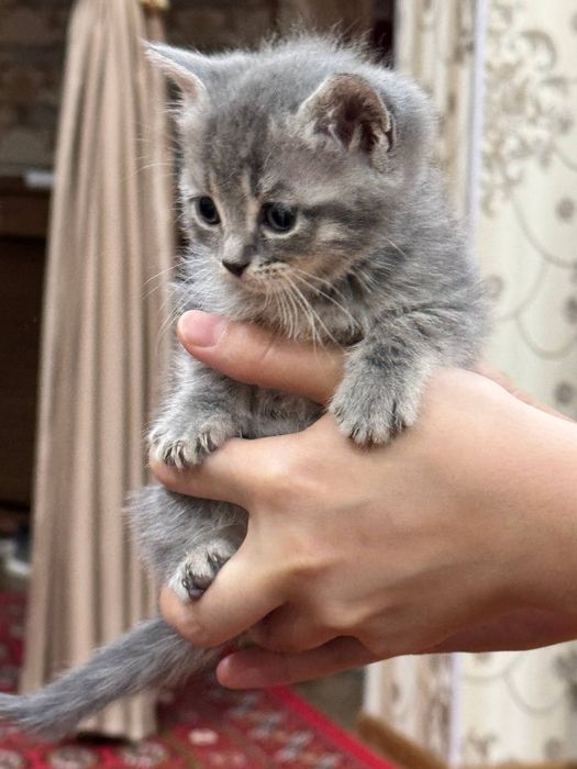 Zotdor mushuk sotiladi