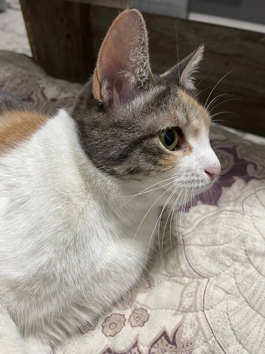 Кошечка бесплатно даром