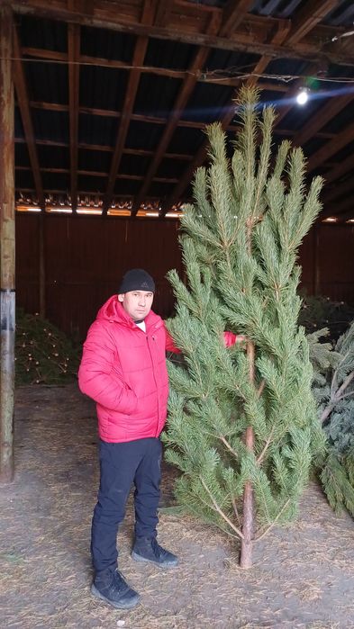 Продам ёлку(сосна)