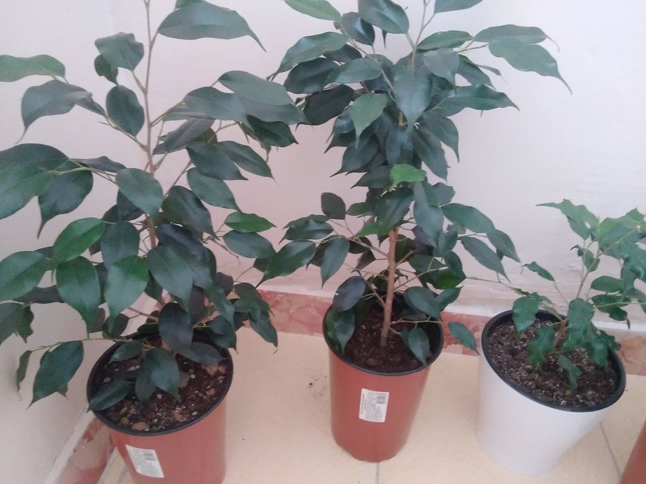 Продам комнатные цветы!