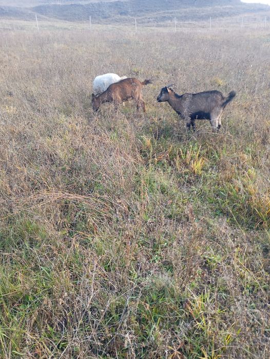 2 capre și țap șut