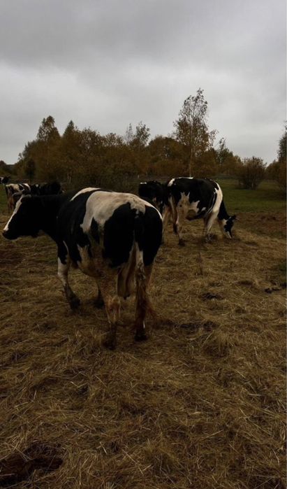 Продаю Коров на мясо