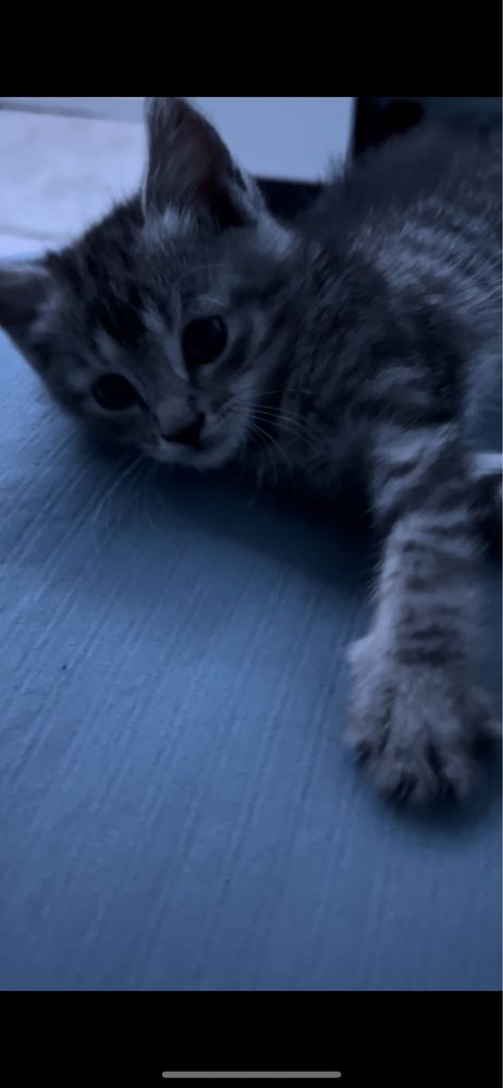 Котенок беспалтно