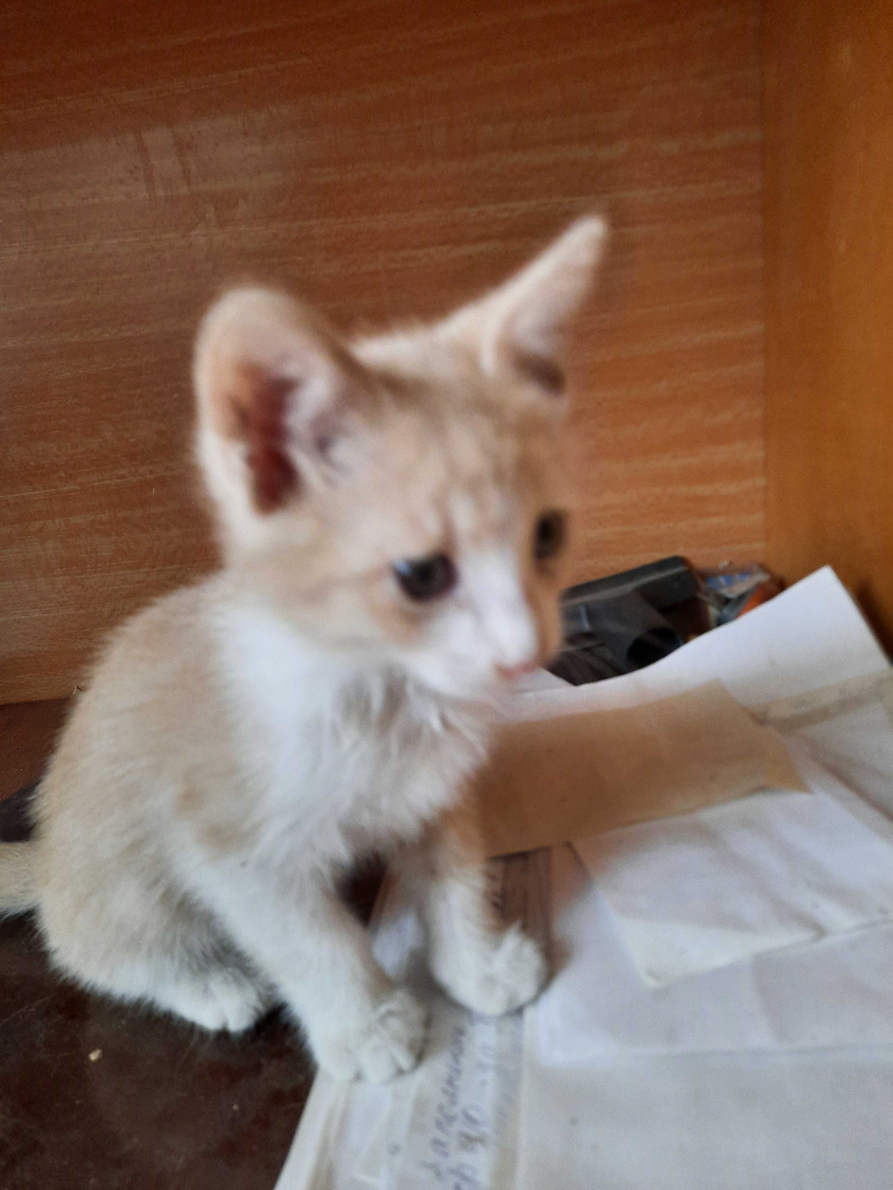 Котята в добрые, любящие руки.