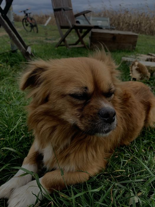 Donez catel pierdut sau abandonat.