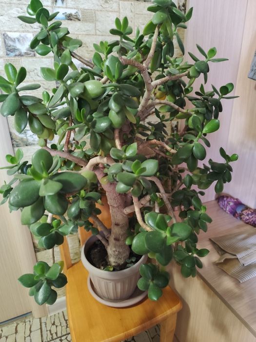 Комнатный цветок живое дерево