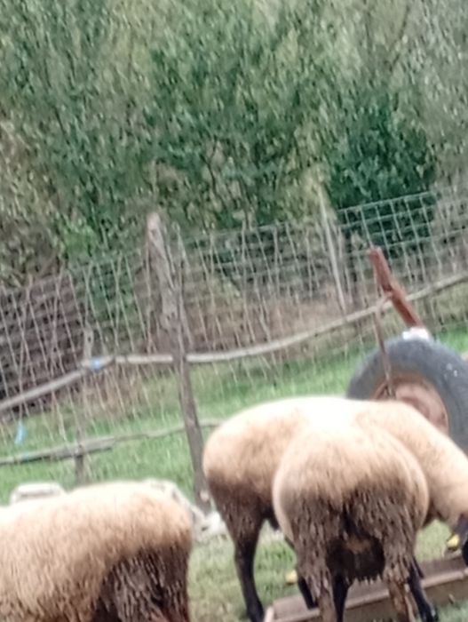 Oii de vânzare mai multe detalii ân pv sau la telefon