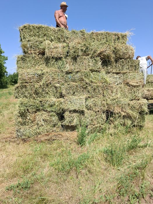 Baloți lucernă producator