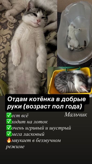 Отдам котенка в добрые руки