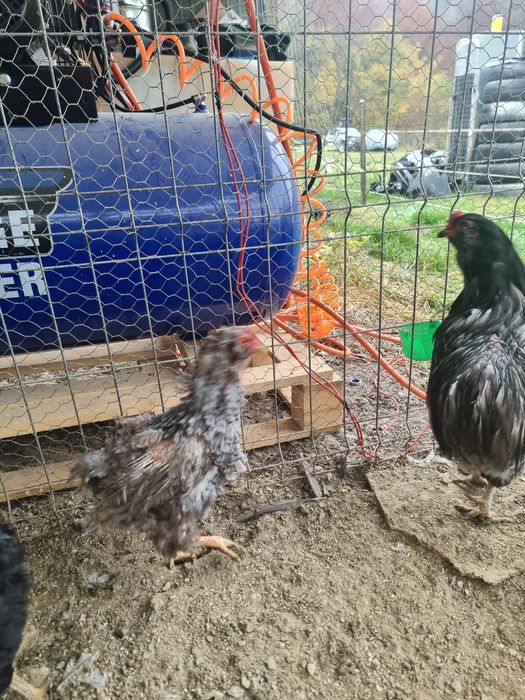 Araucana 2+1 potarnichiu si barat