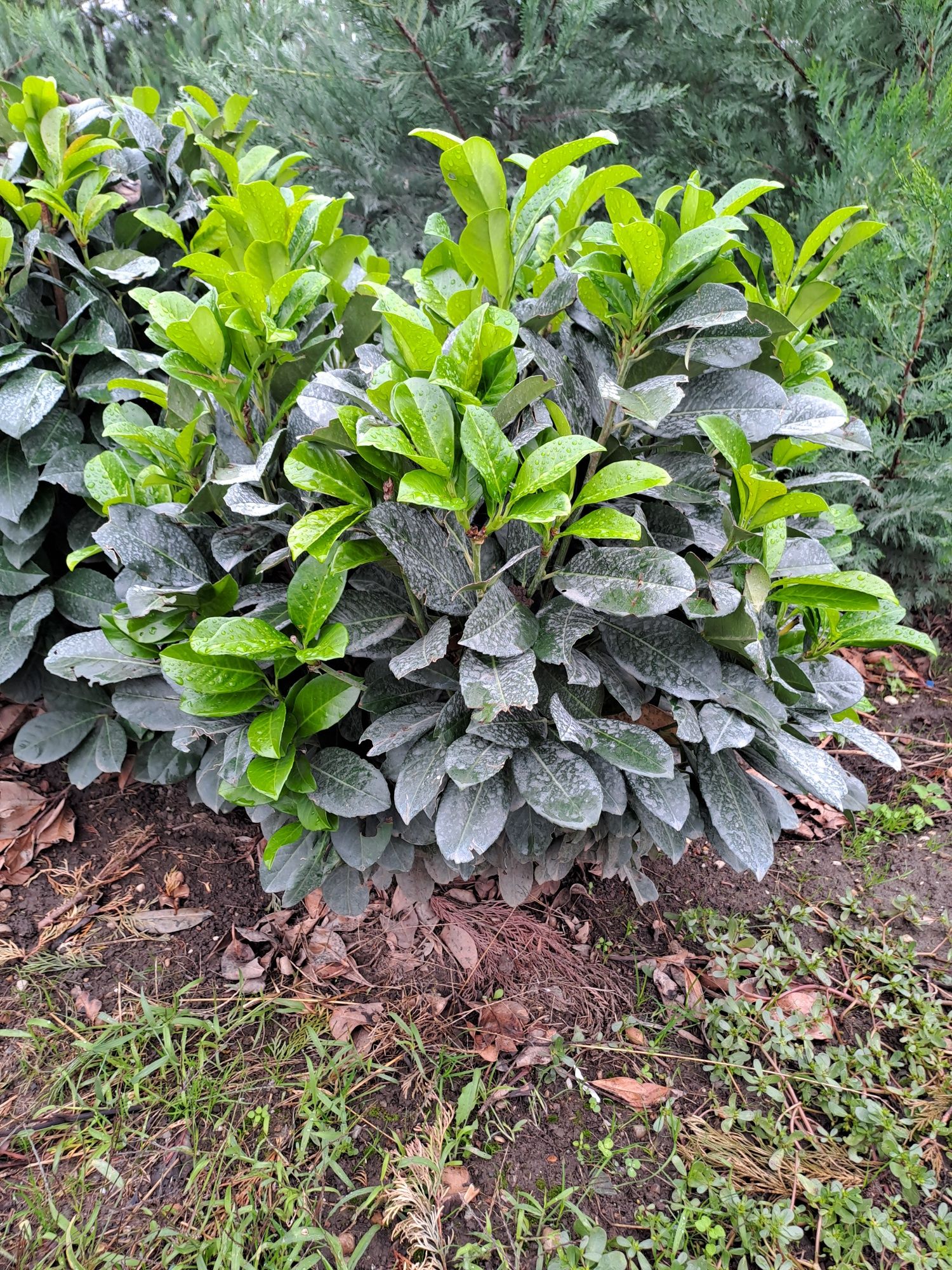 Plante ornamentale