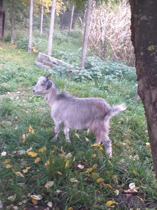 Vând capra alpina franceza