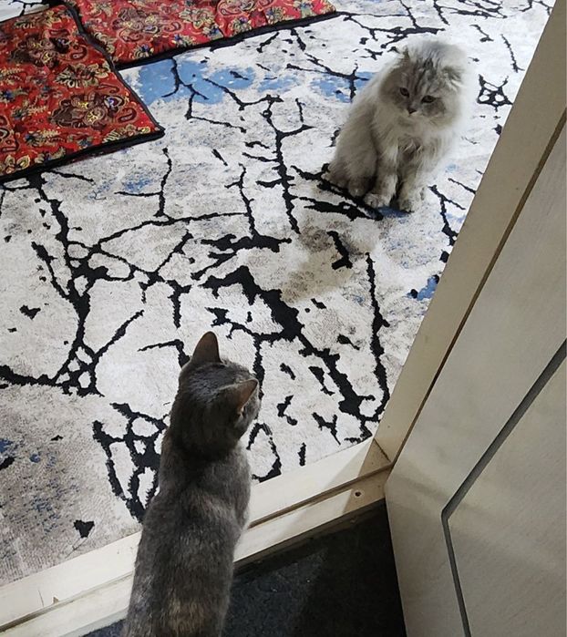 Пародистый котик Британский лонгхер