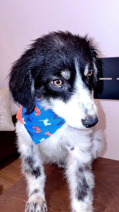 Търсим дом за кученце!