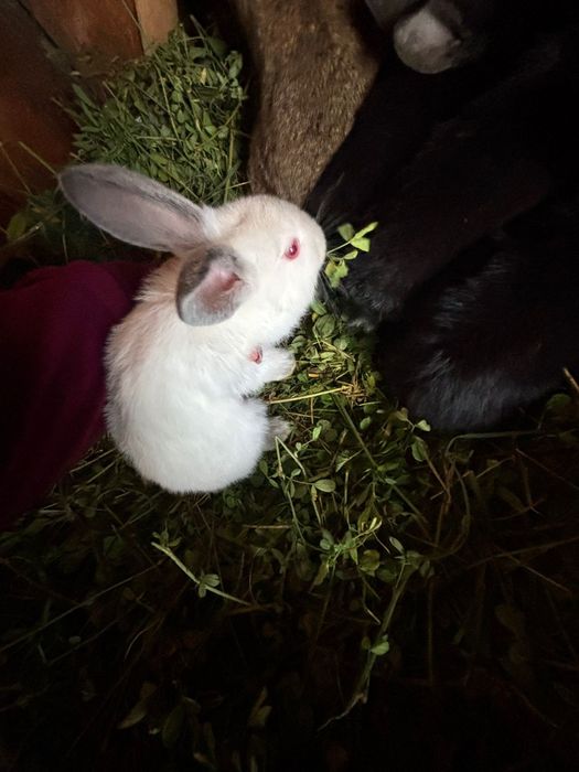 De vanzare 5 pui de iepuri