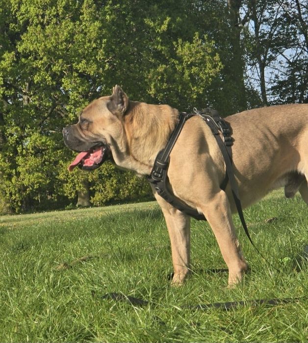 Mascul Cane Corso Formentino cu pedigree FCI, 1 an, dresat