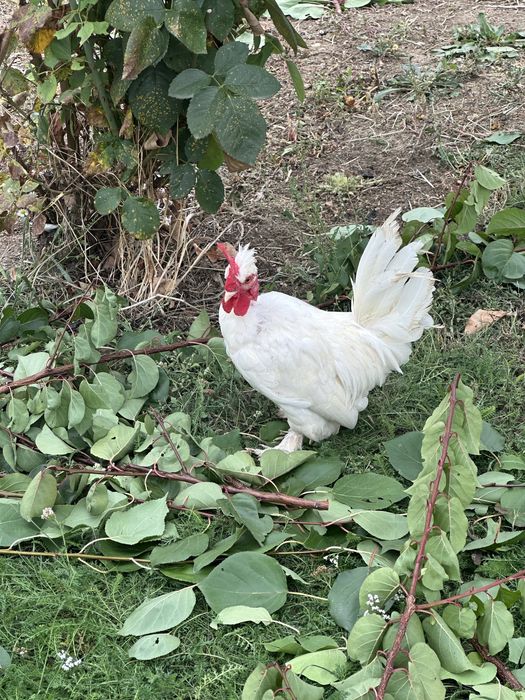 Vand 2 cocosi pitici iopan , 6 luni