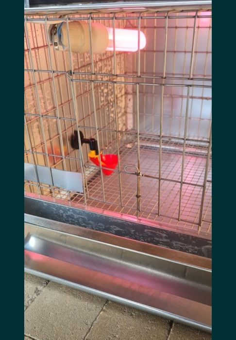 Maternitate pui ĝaina