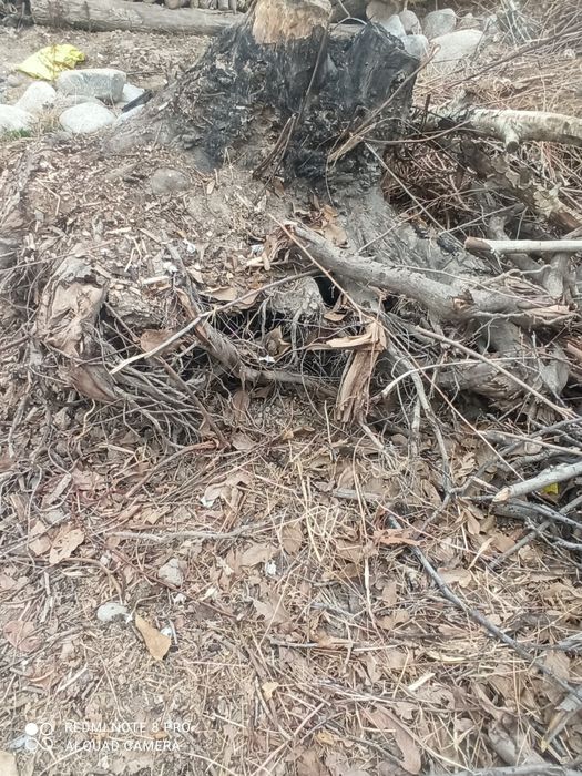 Янгок ва тол томирлари сотилади