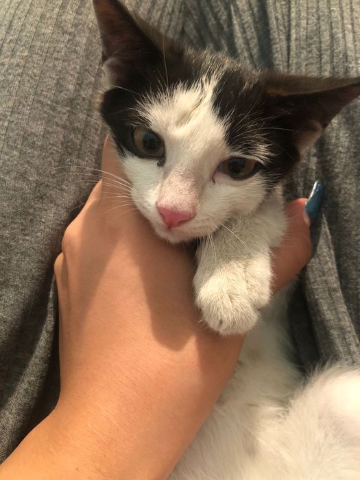 отдам котенка в добрый руки