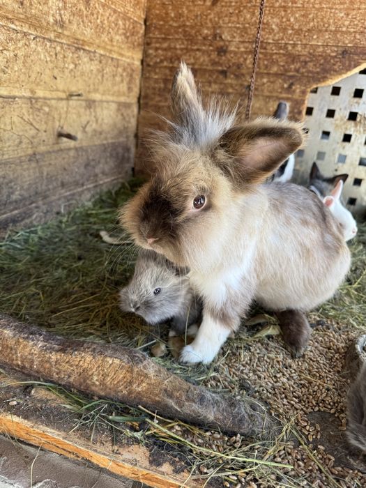 Vand iepurasi de rasa