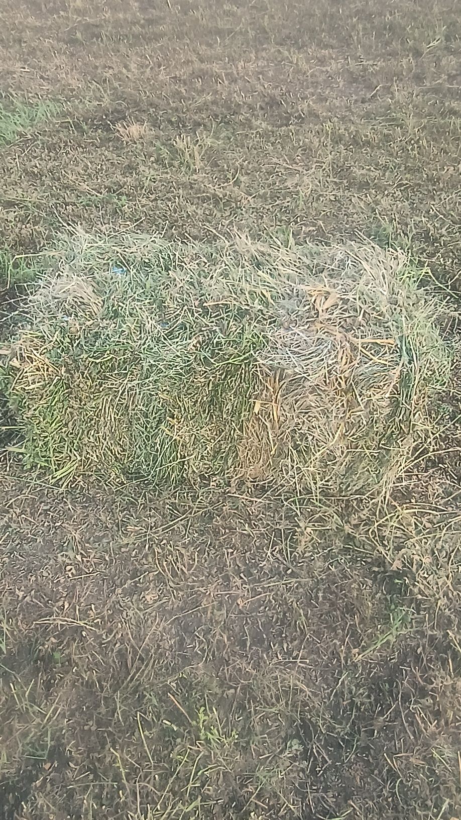 Baloții lucernă de vanzare
