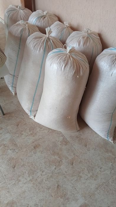 Rumeguș de fag curat