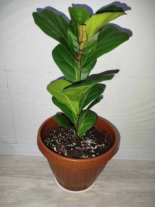 Fikus lirata фикус лирата