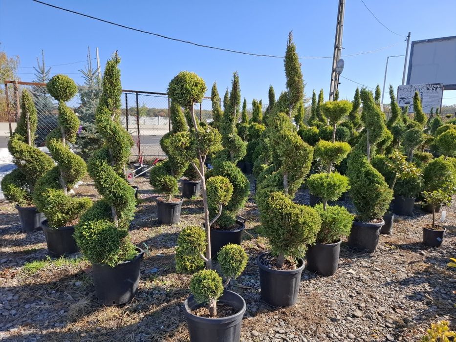 Brazi  și Leilandy  Potigrafu  Ofertă ofertă