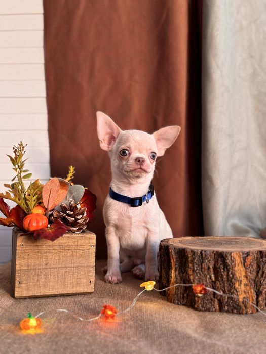 Продается щенок чихуахуа