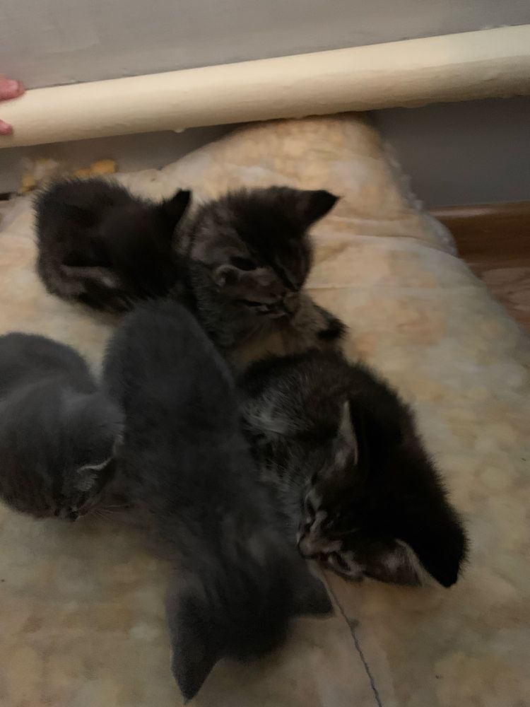 Котята в хлрошие руки