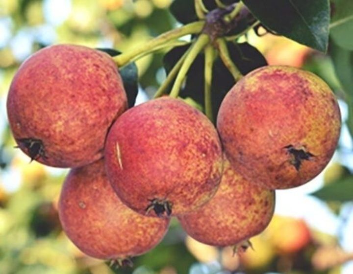 Par Busuioace cu Miezul Rosu