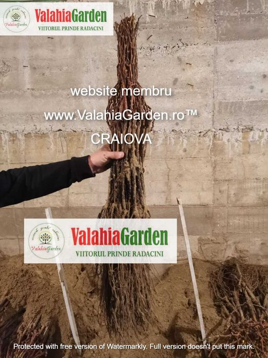 Aronia, Aluni, Kaki, Smochini, Nuci altoiti si Butasi vita de vie