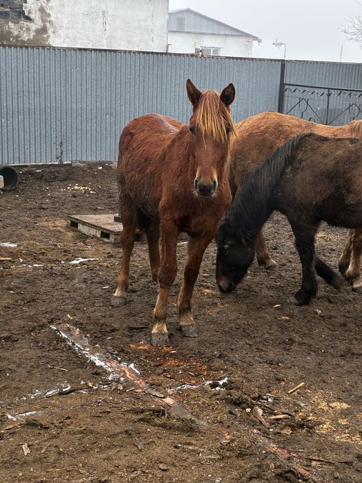 Жылқы Соғым. 2-айдан асты үйде жемде тұр