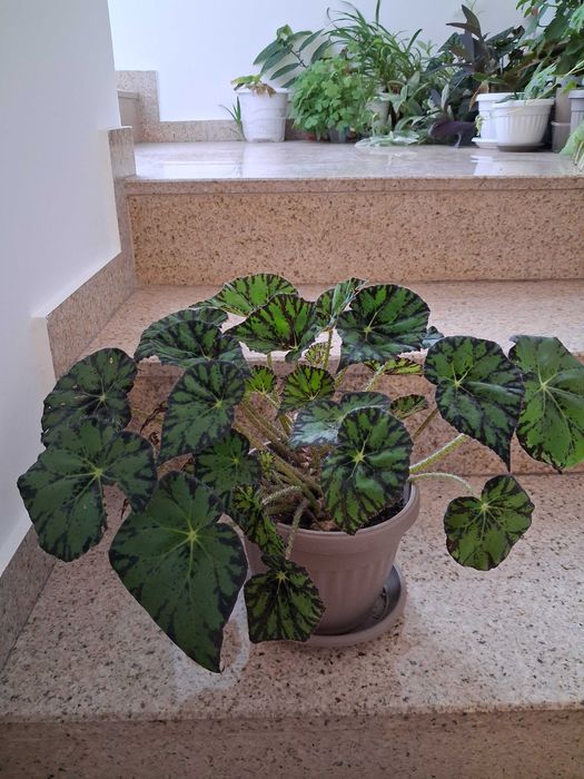 Стайни цветя - бегония