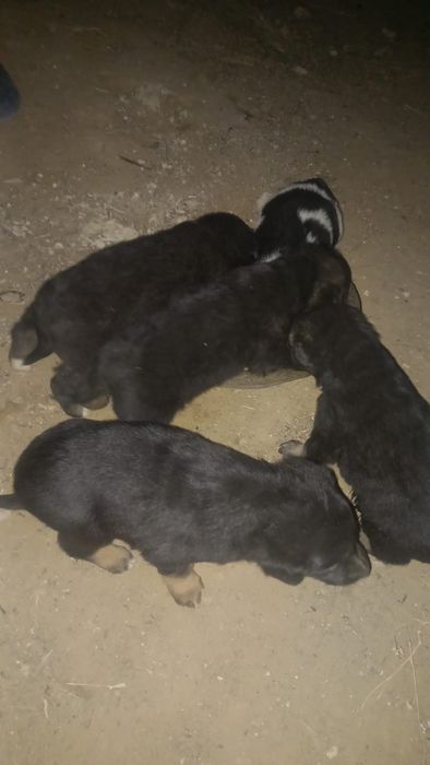 Кушик щенки бесплатно