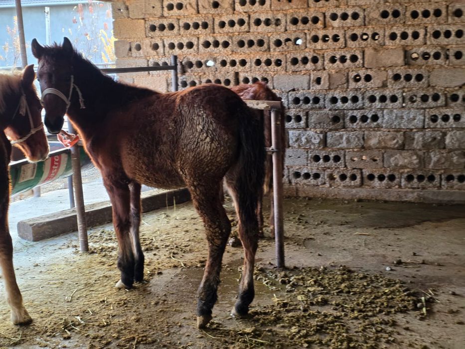 Биылғы жабағилер