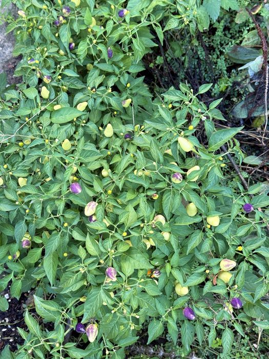 Предварителните поръчки за разсад от люти чушки вече са отворени.