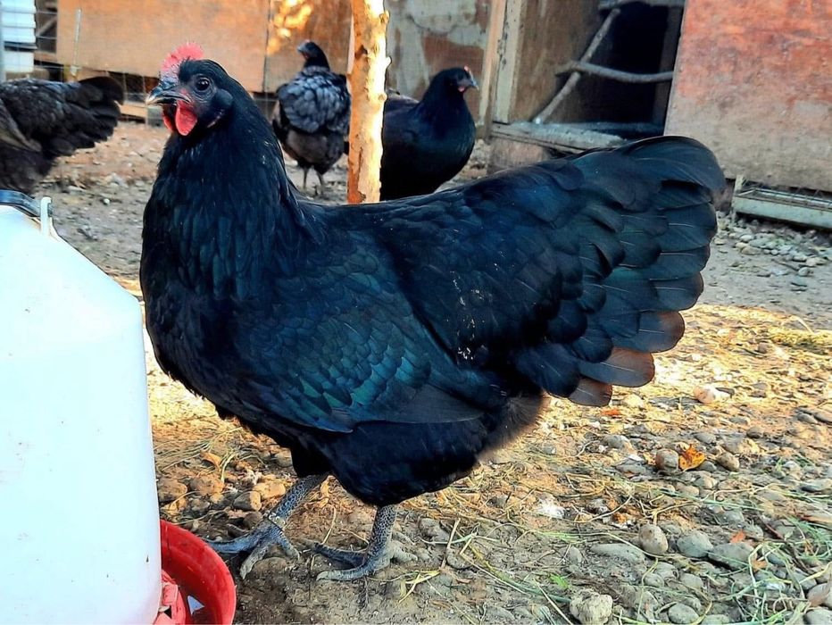 Australorp oua de incubat