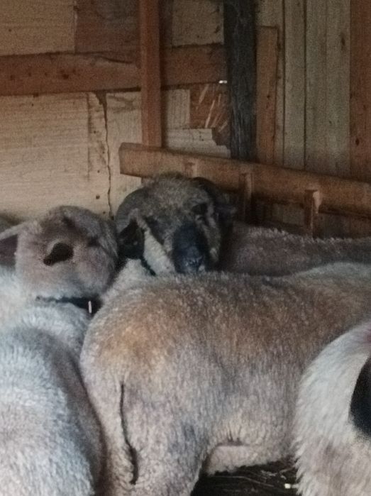 Vând oi si berbecuți din primăvară