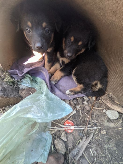 Отдам щенков крупных