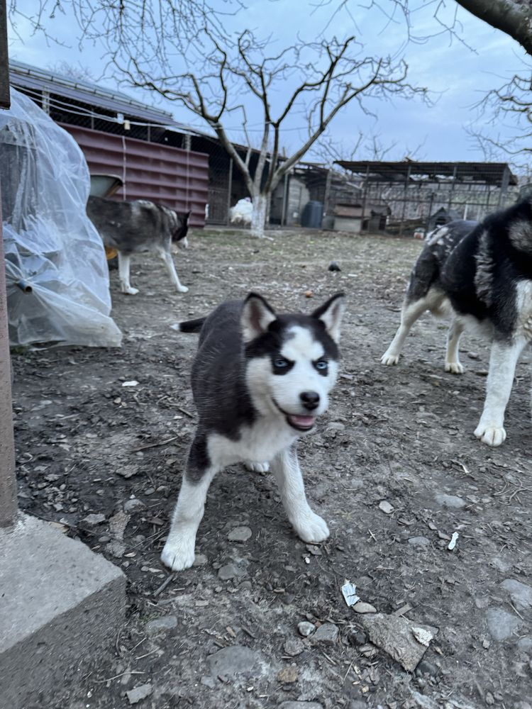 Vand catelus Husky Siberian