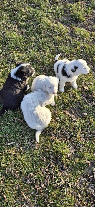 Vand catei talie mare