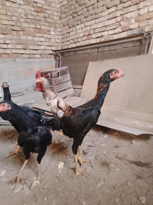 Зот корейский кулангилар сотилади