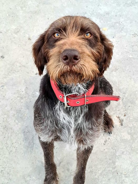 вязка чистокровного дратхаара