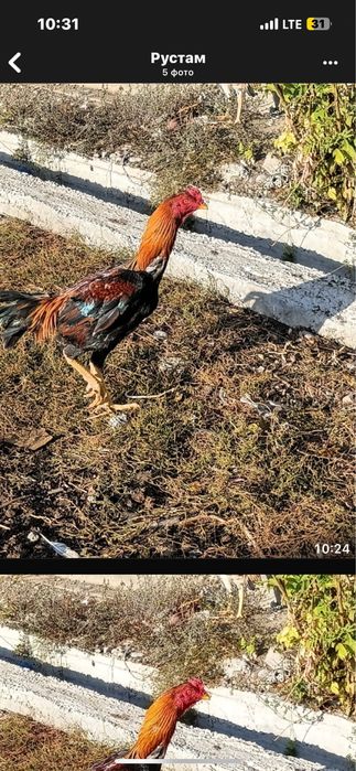 Петухи и куры можно оптом