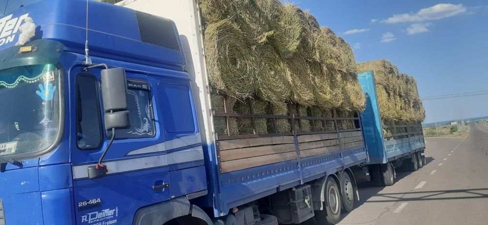 Сено люцерна жоношка урлон сатамын свежый укос жоношка урлон сатамын ж