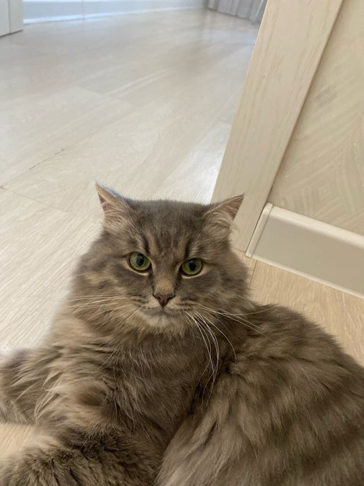 Отдам даром кота