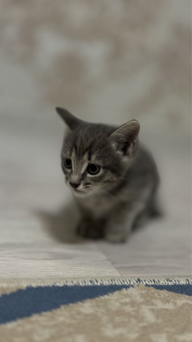 Отдам в хорошие и добрые руки