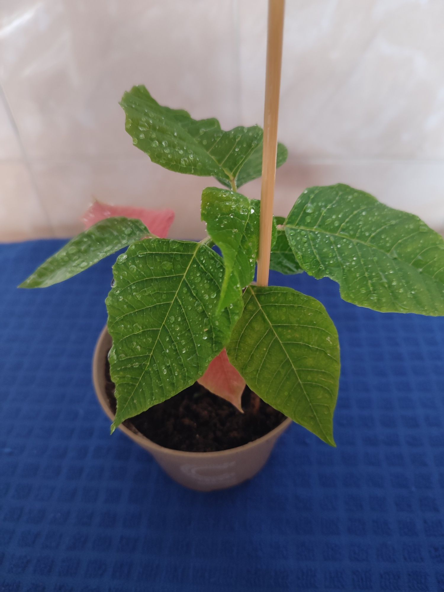 Продам комнатные цветы